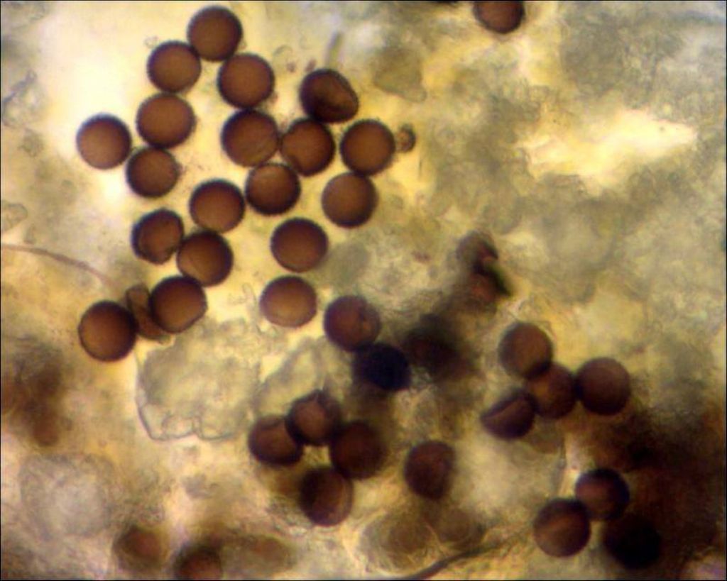 Sconosciuto myxo nivicolous da Olympos